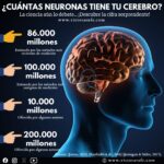 ¿Cuántas neuronas tiene el cerebro humano?