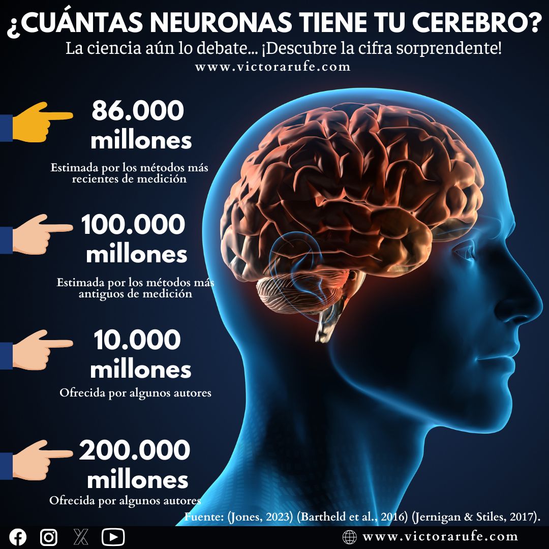 Cuántas neuronas tiene el cerebro humano? - Web Personal del Profesor  Víctor Arufe